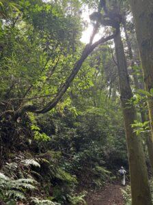 雨引山の樹林帯に続く静かな登山道