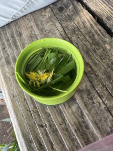 山頂で笹の葉を使って手作りした笹茶