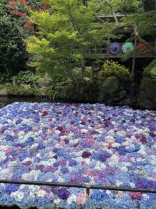雨引観音の池に浮かぶ水中あじさいの絶景