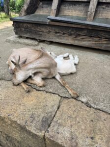 雨引観音の境内で放し飼いにされているヤギやアヒルなどの動物たち